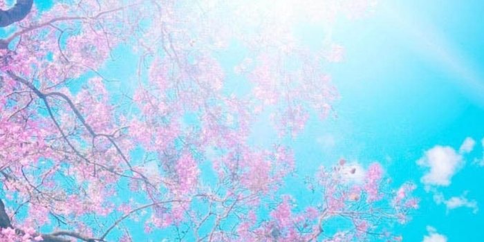 1080x1920 Sunny Pink Blossom Tree Landscapee Phone #6 #plus #Wallpaper