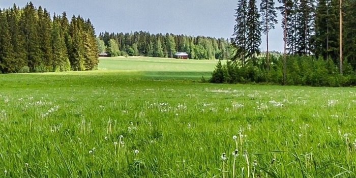 1080x2280 Meadow Forest Sunny Grass Flowers Wallpaper - [1080x2280]