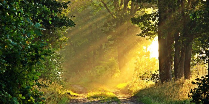 5120x3200 Download Sunny Morning, Forest Path HD Wallpaper - Wallpapers Printed