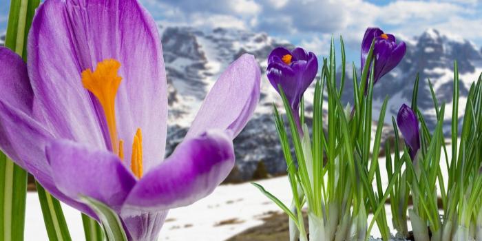 1332x850 Wallpaper spring, crocuses, flowering, flowers, mountain, snow
