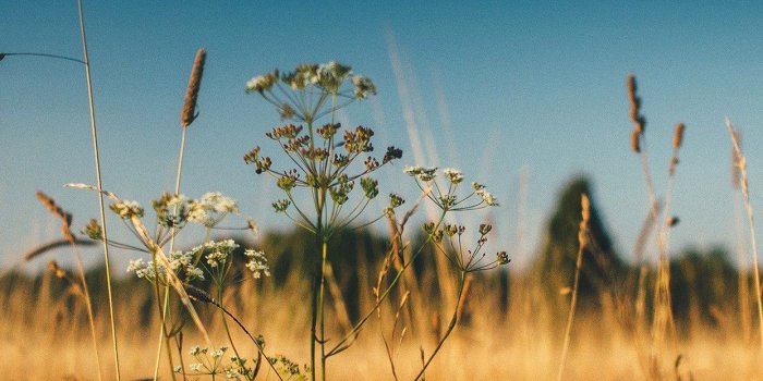 1242x2208 iPhone6papers - mx03-fall-field-nature-flower-reed-sunny