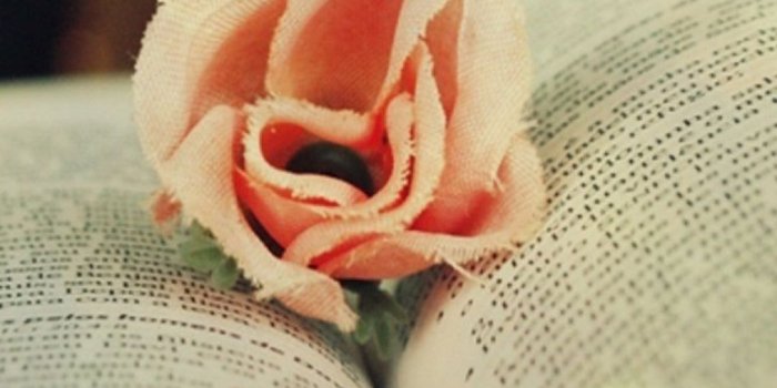 1080x1920 TAP-AND-GET-THE-FREE-APP-Blurred-Cotton-Rose-on-Book-Colorful-Lovely