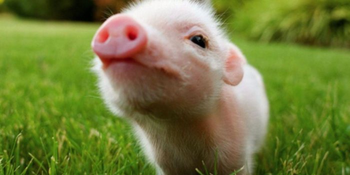 1216x885 Pig Wallpapers - Top Free Pig Backgrounds - WallpaperAccess
