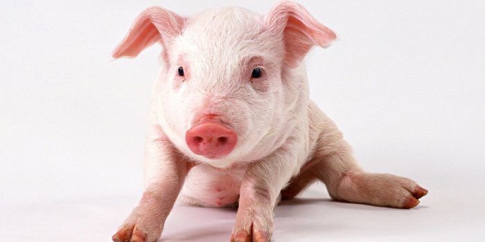 1680x1050 Pig Wallpaper #6827868