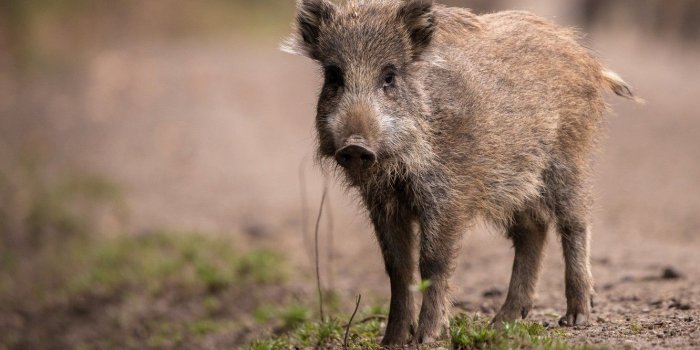 1332x850 Wallpaper look, face, nature, background, baby, pig, boar, hog, pig