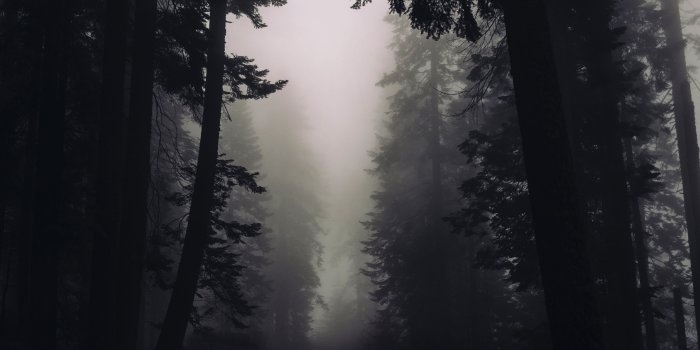 3840x2160 Free Gothic Forest ChromeBook Wallpaper Ready For Download