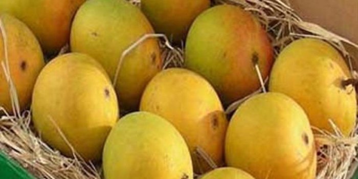 1200x878 Mango hd wallpaper free download for desktop | 3D-HD Wallpaper in