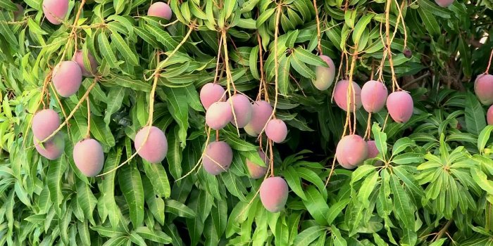 1920x1080 Mango HD Wallpaper | Mango Images | Cool Wallpapers | figures