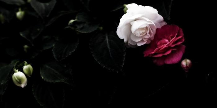 1920x1200 55+ Rose Screensavers Wallpapers on WallpaperPlay