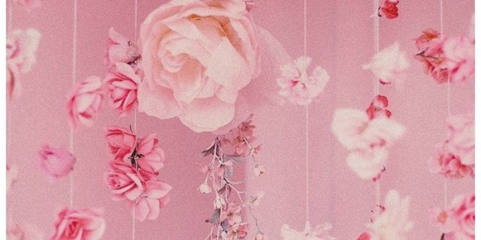 800x1200 Aesthetic Background Pink Roses | My Blog