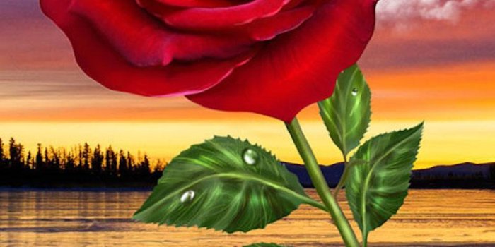 800x1280 HD Rose Flowers Live Wallpaper for Android - APK Download