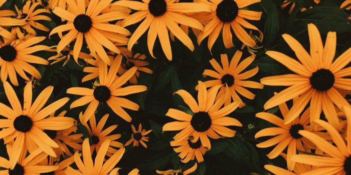 3840x2160 Wallpaper Coneflowers, Flowers, Flowerbed, Many - Aesthetic