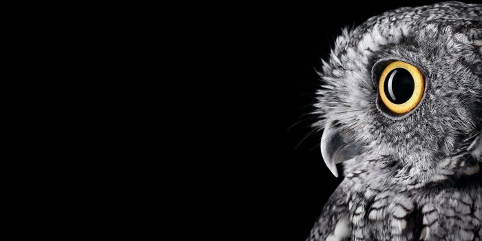 3840x2160 4K Owl PC Wallpaper 10802 - Unity Pixel