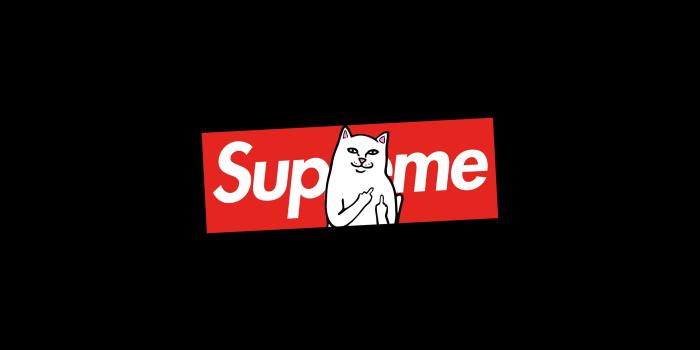 2880x1800 Supreme Cat ❤ 4K HD Desktop Wallpaper for 4K Ultra HD TV • Dual