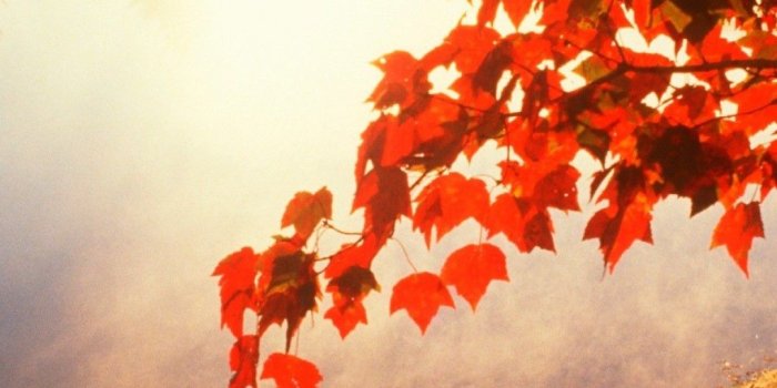 1080x1920 IPhone 6 Autumn Wallpaper (87+ images)