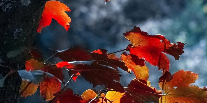 1242x2208 15 Fall iPhone XS Wallpapers - Best Autumn Backgrounds - Home DIY