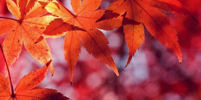 1080x1920 Fall iPhone 8 Wallpapers