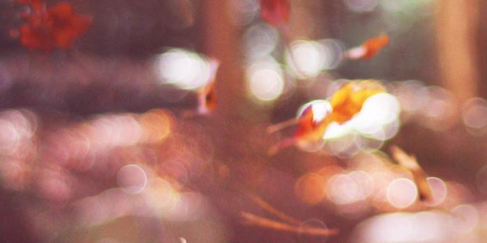 1242x2208 iPhonepapers.com | iPhone 8 wallpaper | mw78-fall-leaves-nature-tree