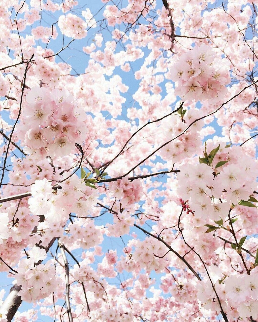 1024x1280 60+ Pastel Cherry Blossom Wallpapers - Download at WallpaperBro