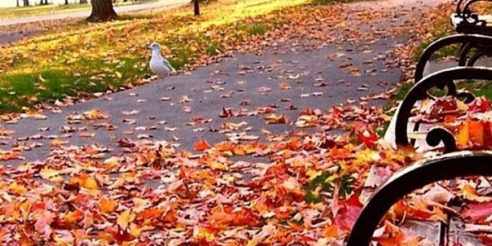 750x1334 25 Fall iPhone Wallpapers