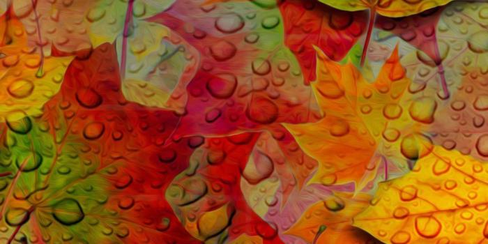 1080x1920 Free Fall - Hd Fall Leaves Wallpaper For Iphone (#128162) - HD