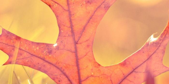 1080x1920 Wallpaper Weekends: Leaves Fall on Your iPhone