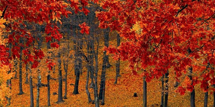 1242x2208 15 Fall iPhone XS Wallpapers - Best Autumn Backgrounds - Home DIY