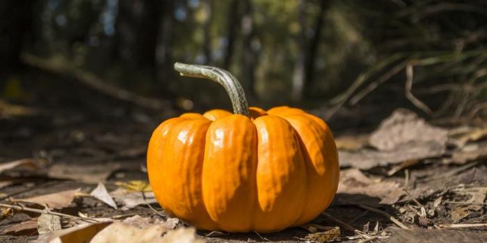 1000x1502 October iPhone Wallpapers | 27 best free wallpaper, october, autumn