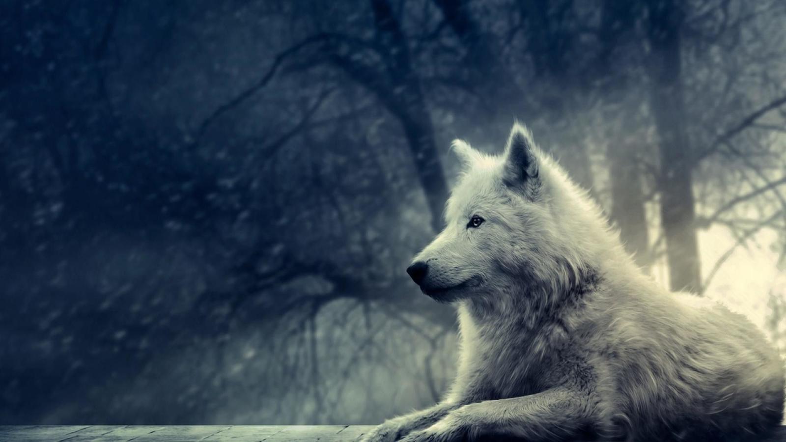 1920x1080 71+ Cool Wolf Wallpapers on WallpaperPlay