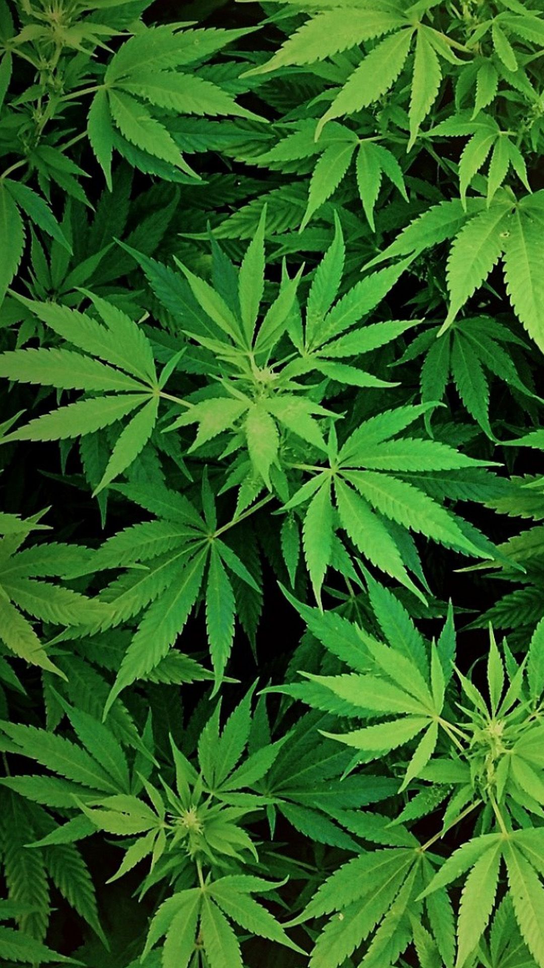 1080x1920 Weed Wallpapers for Galaxy S5