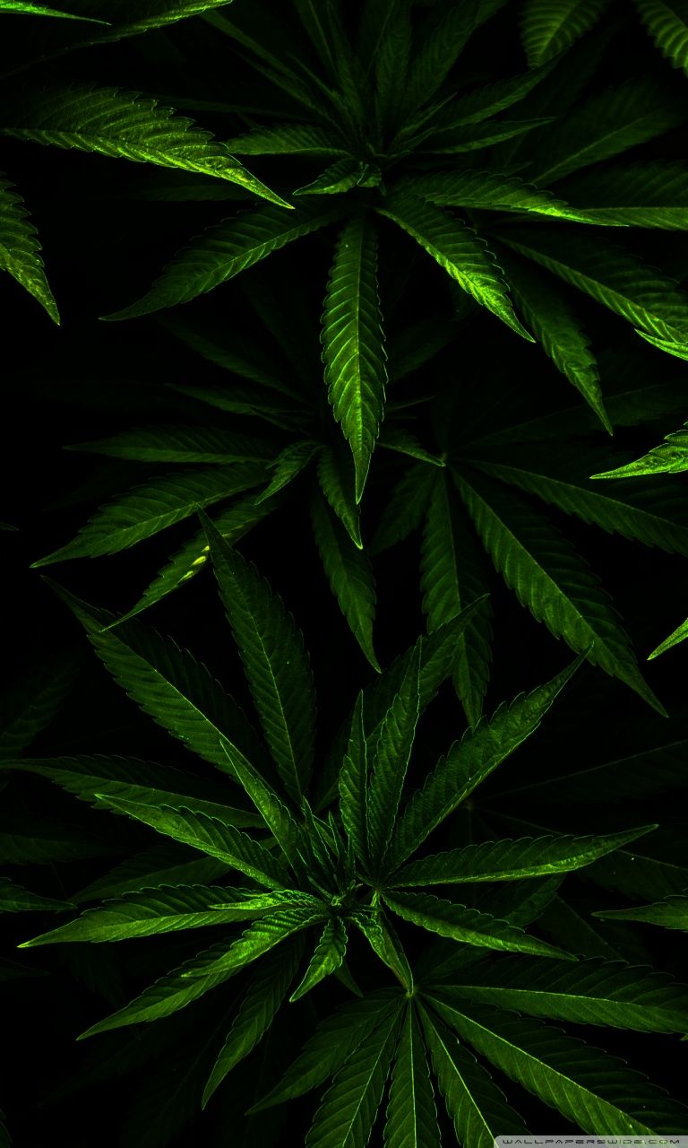 768x1280 Weed ❤ 4K HD Desktop Wallpaper for 4K Ultra HD TV • Wide & Ultra