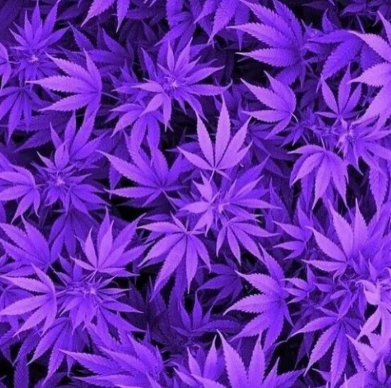 1270x1259 Purple | purple | Marijuana wallpaper, Purple wallpaper, Weed wallpaper