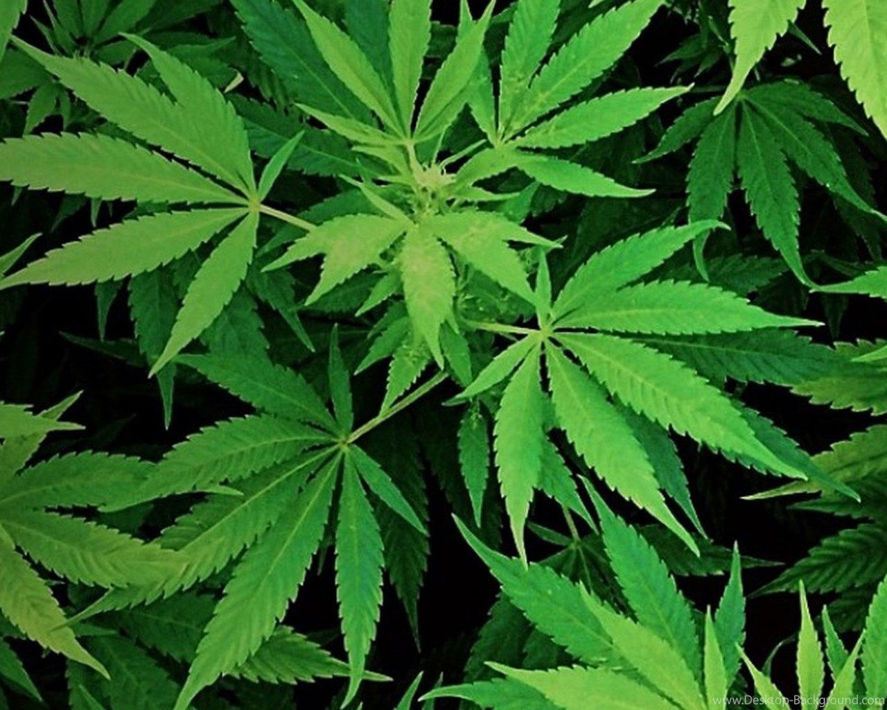 1280x1024 Weed Galaxy S6 Wallpapers Desktop Background