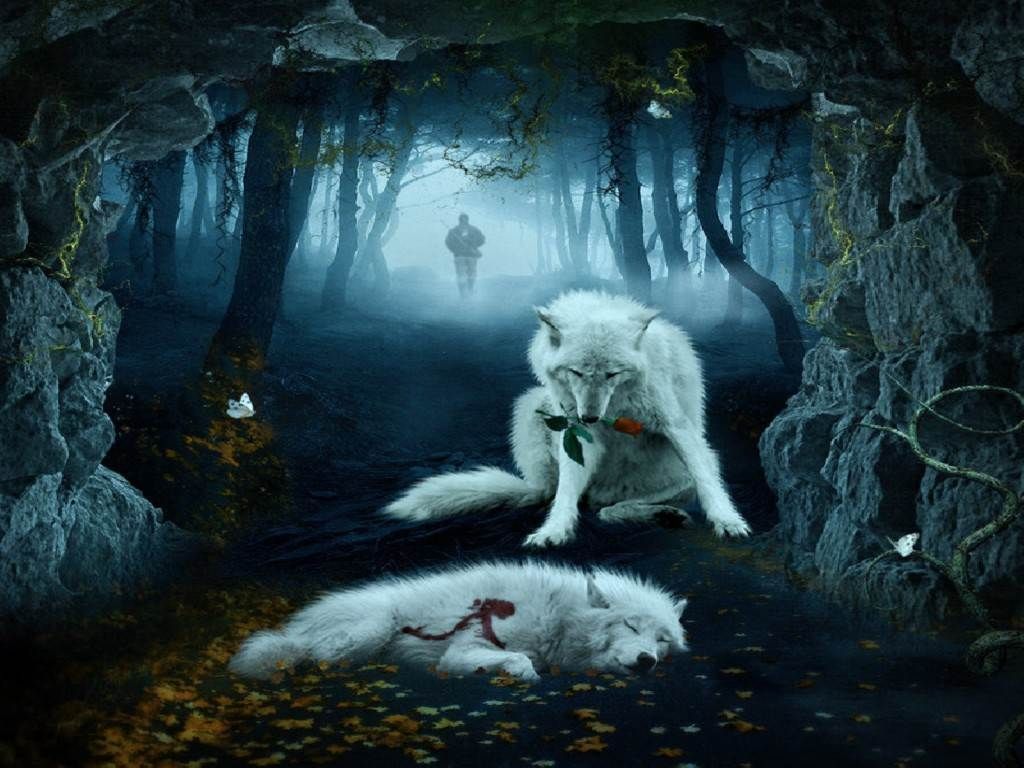 1024x768 HD Wolf Wallpapers Wallpaper 1024×768 Cool Wolf Backgrounds