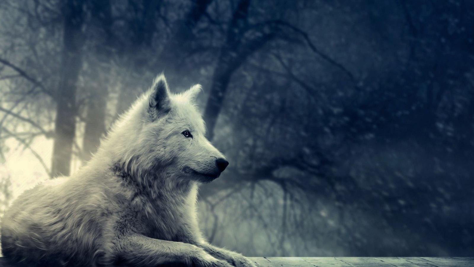 1920x1080 Cool wolf wallpapers hd Gallery