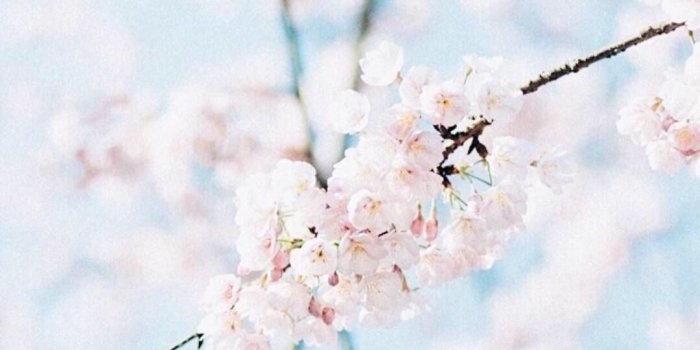 1080x1920 Wallpaper | Cherry Tree | Pink | Light Blue | Wallpapers in 2019