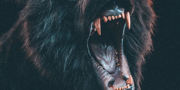 1000x1525 500+ Bear Pictures [HD] | Download Free Images on Unsplash