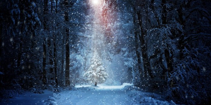 3840x2160 Forest Winter Snow, HD Nature, 4k Wallpapers, Images, Backgrounds