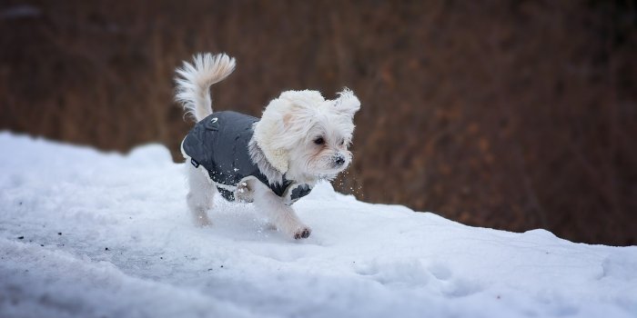 1920x1279 Winter Dog Snow HD Wallpapers Free Download