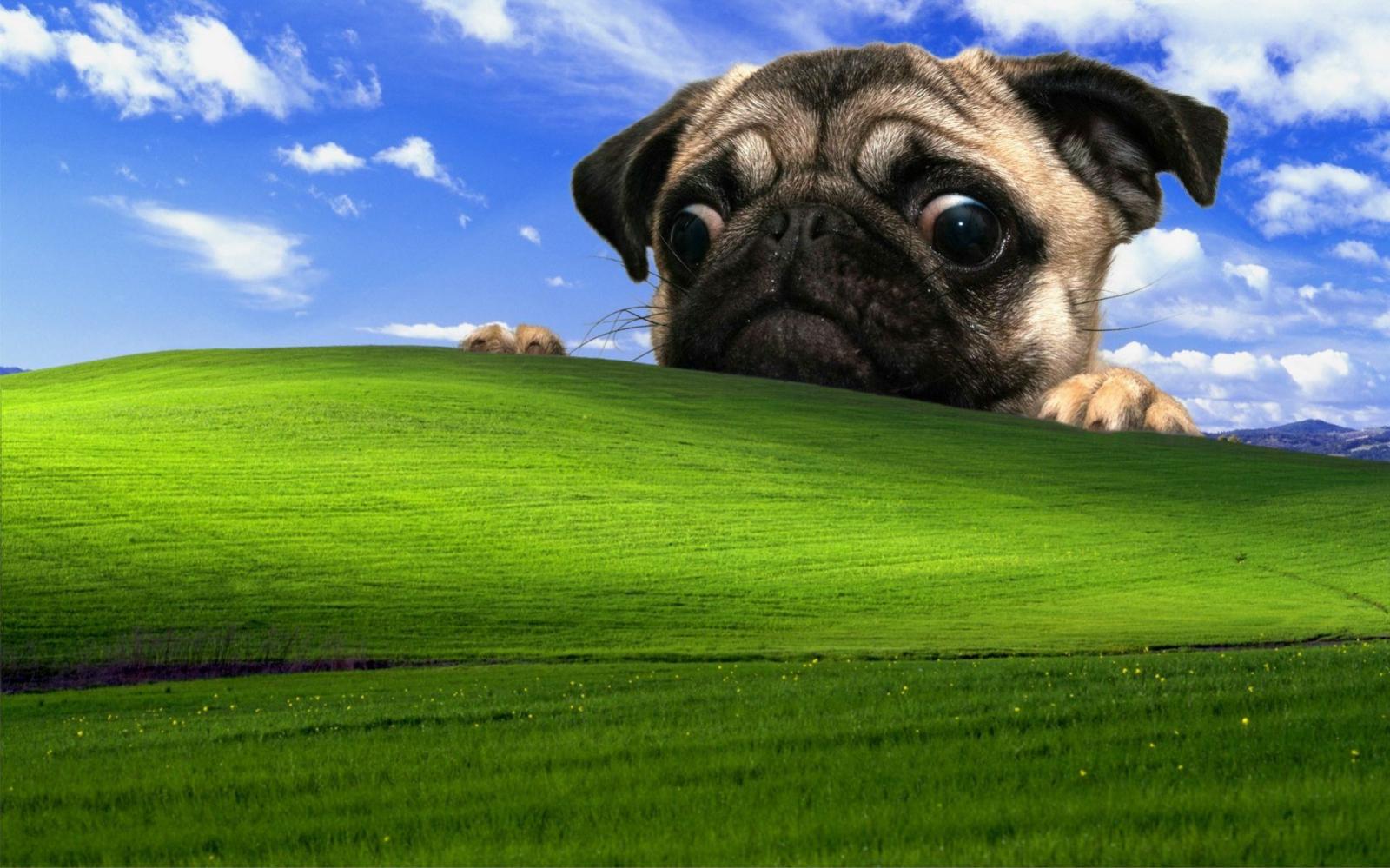 1919x1199 The 13 Best Takes On the Windows XP Bliss Wallpaper - Dorkly Post