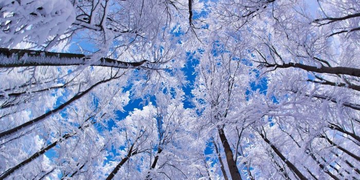 1920x1200 Wallpaper of winter Gallery