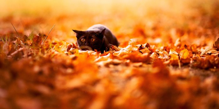3840x2400 Download Here - Fall Cat Desktop Background (#128203) - HD Wallpaper