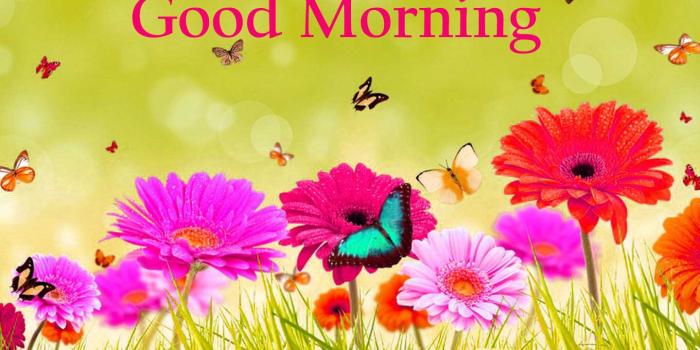 1440x900 157+ Good Morning Flowers Images Photos Pics HD Download Here