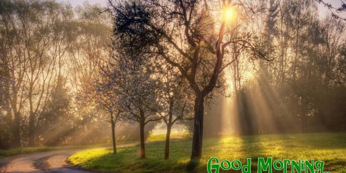1920x1080 Best Good Morning Images, Pics Collection Best Whatsapp - Nature's