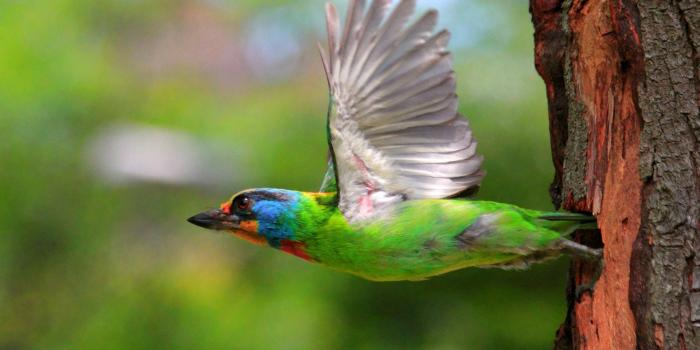 1920x1200 Good Morning Nature HD wallpaper