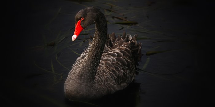 4096x2400 Black Swan 4K Ultra HD Desktop Wallpaper