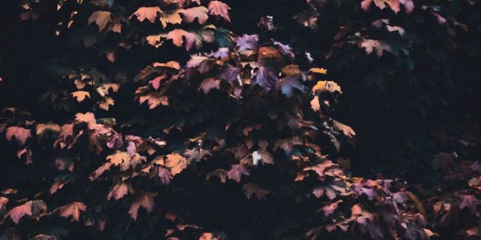 736x1308 15 Gorgeous Happy Fall iPhone X Wallpapers | Preppy Wallpapers