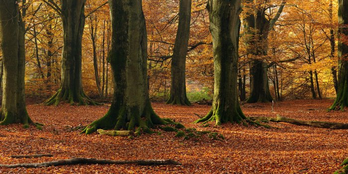 3840x1200 Plants & flowers Wallpaper