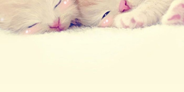 1080x1920 60 Cute Animals iPhone Wallpapers You Would Love to Download