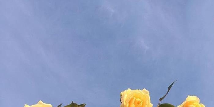 1000x1900 Aesthetic Flower Wallpapers - Top Free Aesthetic Flower Backgrounds